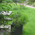 Green garden
