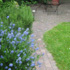 Green garden