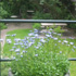 Green garden